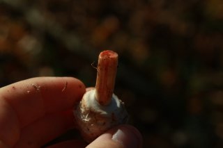 Bedla červenající (Chlorophyllum rachodes) od Michal Slavík