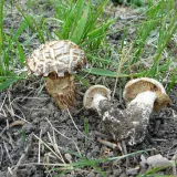 Závojenka podtrnka (Entoloma clypeatum) od Tony52