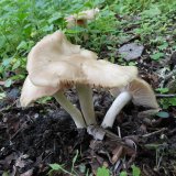 Závojenka podtrnka (Entoloma clypeatum) od MV