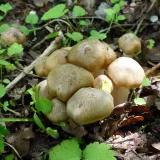 Závojenka podtrnka (Entoloma clypeatum) od MV