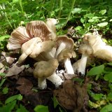 Závojenka podtrnka (Entoloma clypeatum) od MV