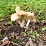 Závojenka podtrnka (Entoloma clypeatum) od MV