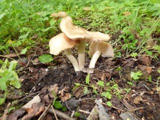 Závojenka podtrnka (Entoloma clypeatum) od MV