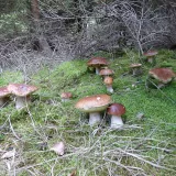 Hřib smrkový (Boletus edulis) od MV