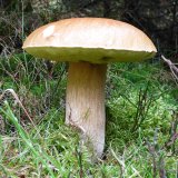 Hřib smrkový (Boletus edulis) od MV