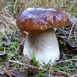 Hřib smrkový (Boletus edulis) od MV