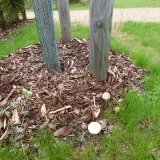 Polnička tuhá (Agrocybe dura) od MV