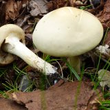 Polnička tuhá (Agrocybe dura) od MV