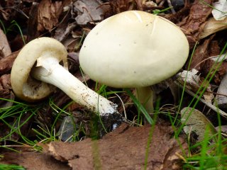 Polnička tuhá (Agrocybe dura) od MV