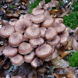 Václavka smrková (Armillaria ostoyae) od MV