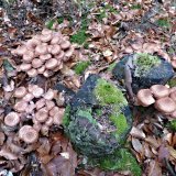 Václavka smrková (Armillaria ostoyae) od MV