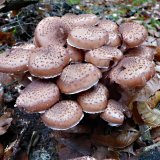 Václavka smrková (Armillaria ostoyae) od MV