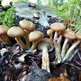Václavka obecná (Armillaria mellea) od MV