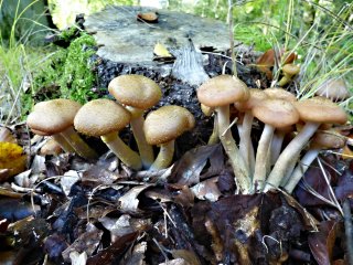 Václavka obecná (Armillaria mellea) od MV