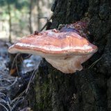 Troudnatec pásovaný (Fomitopsis pinicola) od Tony52