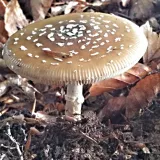 Muchomůrka tygrovaná (Amanita pantherina) od MV