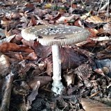 Muchomůrka tygrovaná (Amanita pantherina) od MV