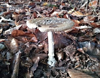 Muchomůrka tygrovaná (Amanita pantherina) od MV