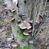 Pařezník pozdní (Panellus serotinus) od MV