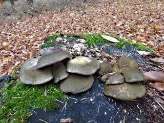 Pařezník pozdní (Panellus serotinus) od MV