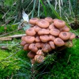 Václavka smrková (Armillaria ostoyae) od jistar