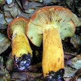 Ryzec syrovinka (Lactarius volemus) od jistar