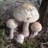 Muchomůrka růžovka (Amanita rubescens) od jistar