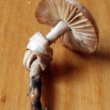 Špička obecná (Marasmius oreades) od jistar