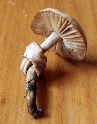 Špička obecná (Marasmius oreades) od jistar