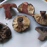 Holubinka černající (Russula nigricans) od jistar