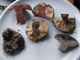 Holubinka černající (Russula nigricans) od jistar