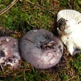 Holubinka namodralá (Russula cyanoxantha) od jistar