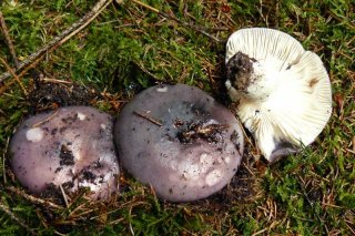 Holubinka namodralá (Russula cyanoxantha) od jistar