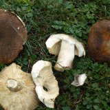 Holubinka kolčaví (Russula mustelina) od jistar