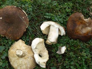 Holubinka kolčaví (Russula mustelina) od jistar