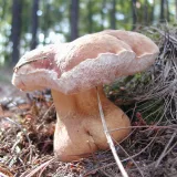 Hřib žlučník (Tylopilus felleus) od jistar