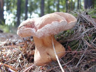 Hřib žlučník (Tylopilus felleus) od jistar