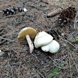 Klouzek bílý (Suillus placidus) od MV