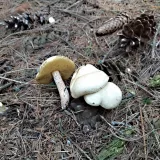 Klouzek bílý (Suillus placidus) od MV