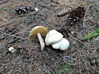 Klouzek bílý (Suillus placidus) od MV