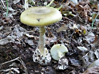 Muchomůrka zelená (Amanita phalloides) od MV