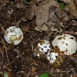 Hadovka smrdutá (Phallus impudicus) od MV