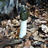 Hadovka smrdutá (Phallus impudicus) od MV