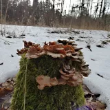 Pařezník obecný (Panellus stipticus) od MV