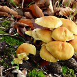 Třepenitka svazčitá (Hypholoma fasciculare) od MV