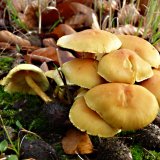 Třepenitka svazčitá (Hypholoma fasciculare) od MV