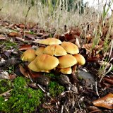 Třepenitka svazčitá (Hypholoma fasciculare) od MV