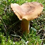 Ryzec syrovinka (Lactarius volemus) od MV