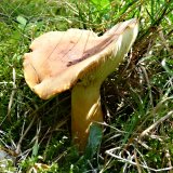 Ryzec syrovinka (Lactarius volemus) od MV