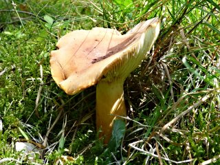Ryzec syrovinka (Lactarius volemus) od MV